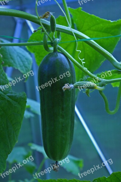 Cucumber Greenhouse Food Gherkins Vegetables