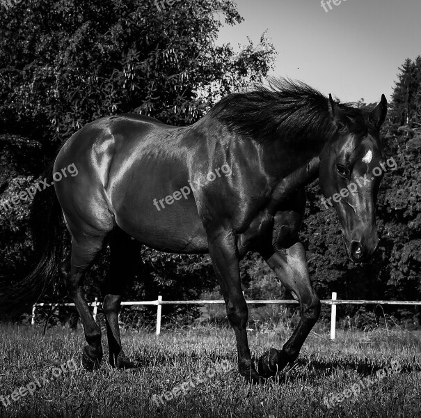 Quarterhorse Horse Black And White Pasture Free Photos