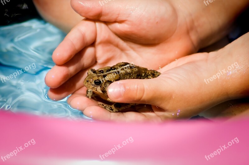 Toad Hands Water Kid Hands Frog