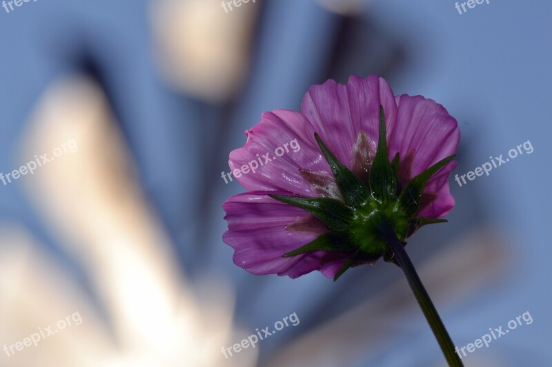 Bright Flower Foreground Landscape Free Photos