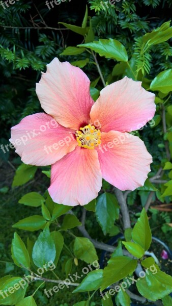 Plant Hibiscus Mallow Single Bloom Salmon