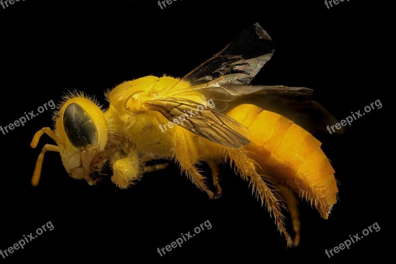 Bee Macro Mounted Close Up Yellow