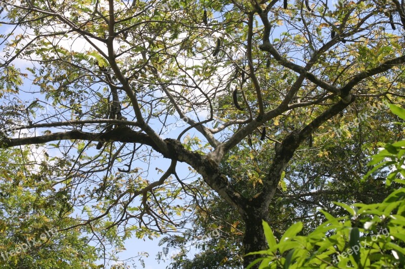 Flying Nature Plants Forest Trees