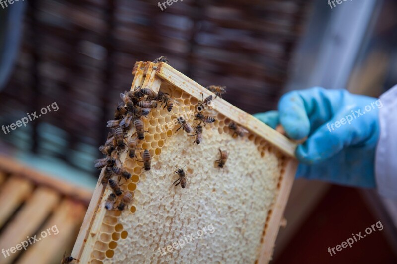 Honey Honeycomb Hive Beekeeping Beekeeper