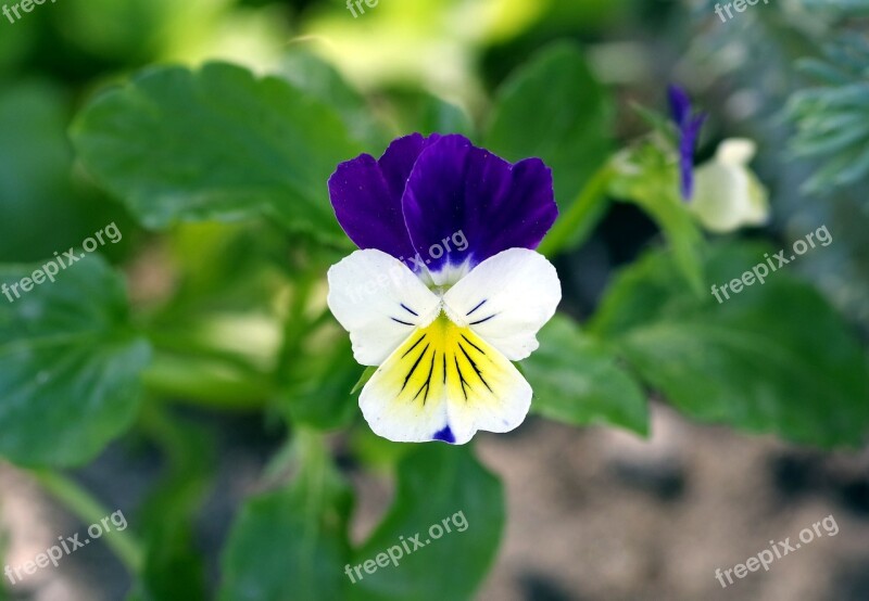 Violet Blue-white Herb Tiny Flower Flower