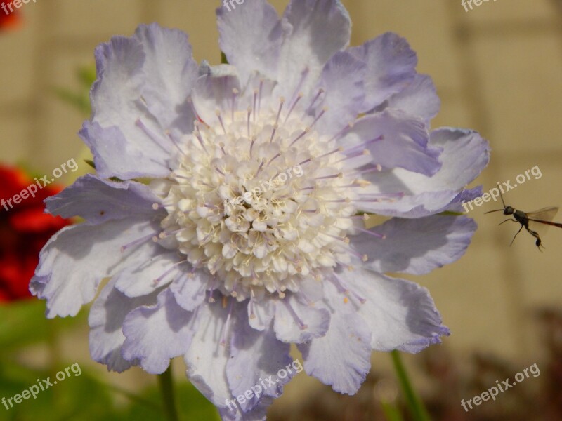 Flower Insect Blossom Bloom Garden