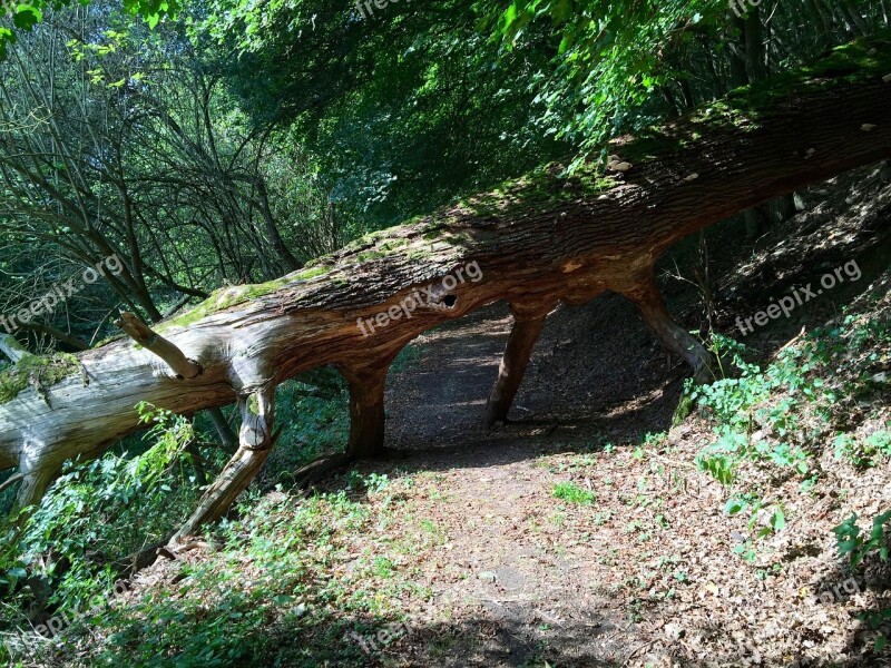 Log Green Nature Forest Hole In The Tree Trunk