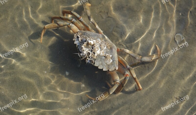 North Sea Cancer Wadden Sea Water Creature Shellfish