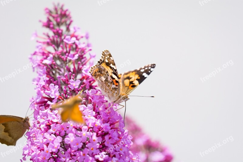 Butterfly Lilac Summer Lilac Pink Pink Flower