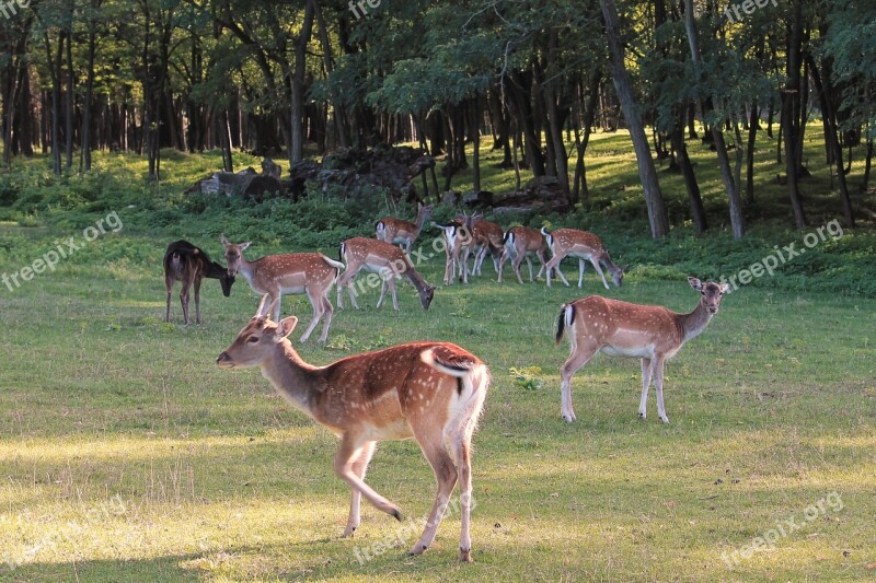 Deer Forest Glade Fallow Deer Landscape