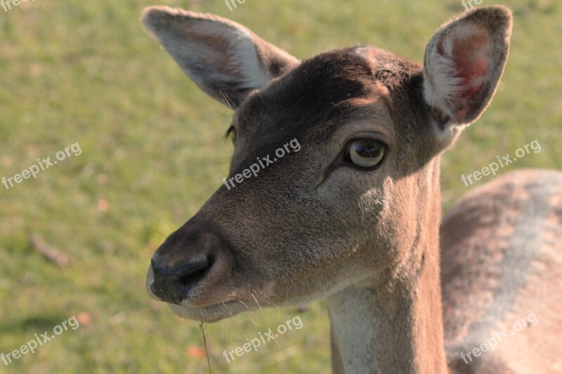 Tierportait Roe Deer Fallow Deer Nature Animal