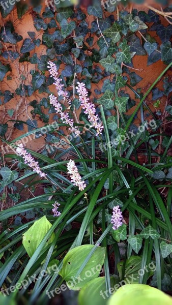 Liriope Flower Plant Hosta English Ivy