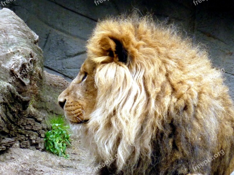 Lion Lions Male Animal Head Lion Head Lion's Mane