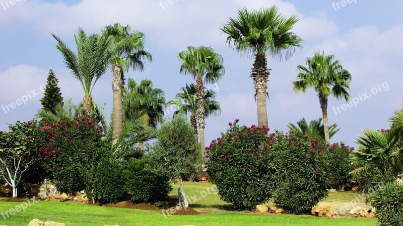 Garden Trees Palms Plant Green