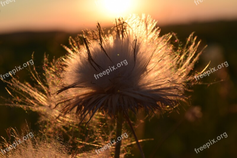 Sunset Flying Seeds Backlighting Close Up Seeds