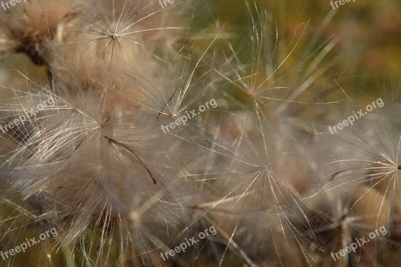 Seeds Flying Seeds Close Up White Tender