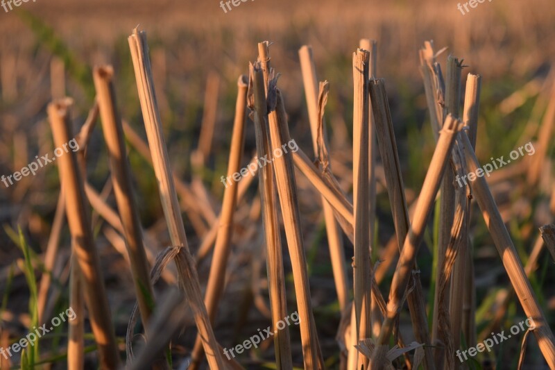 Stubble Halme Harvested Straws Corn Stalks