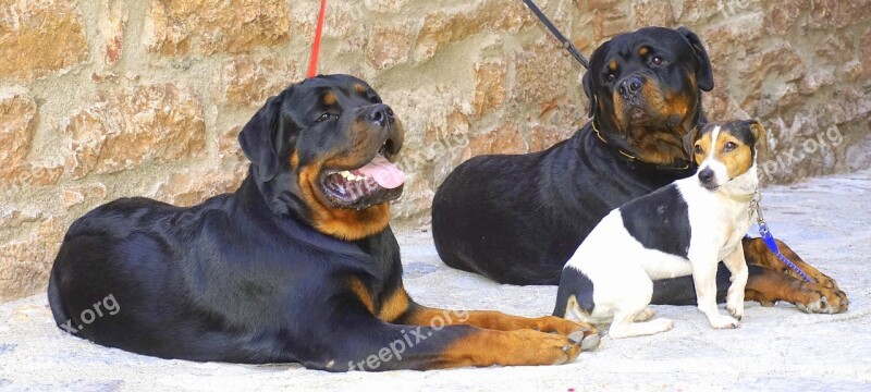 Dogs Black Animals Black And White Puppy