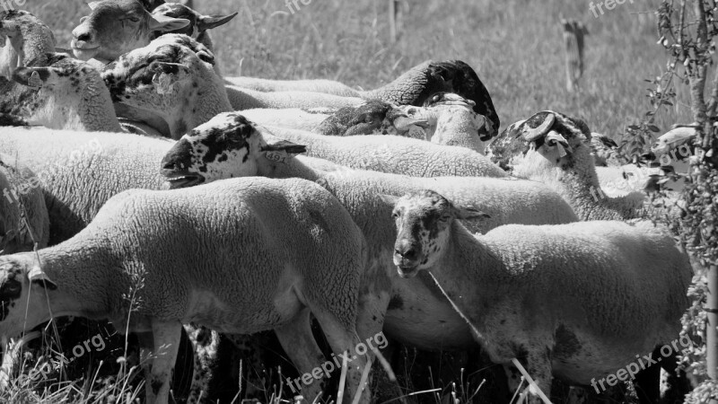 Sheep Flock Livestock Lamb Animal