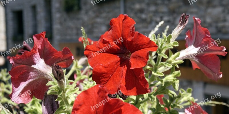 Flowers Red Nature Garden Warmth