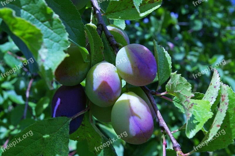 Plums Immature Plum Tree Fruit Green