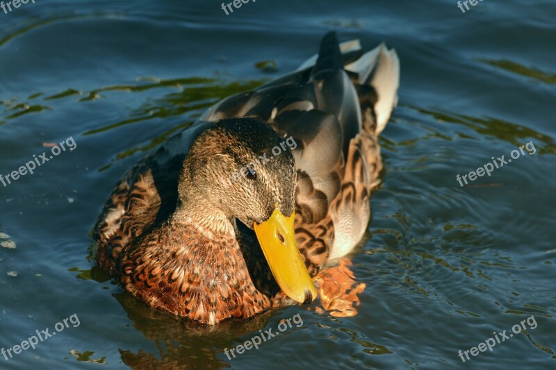 Duck Mallard Female Mallard Water Water Bird