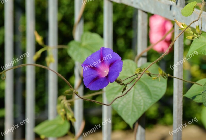 Morning Glory Climber Plant Garden Garden Fence Superb Thread