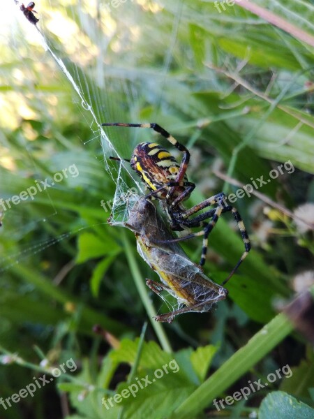 Web Macro Grass Nature Striped