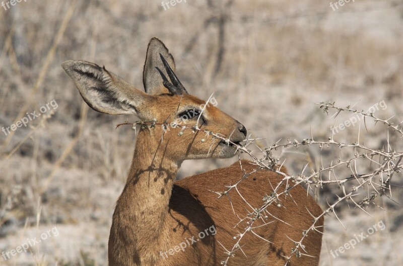 Dikdik Animal Prickly Eat Sweet