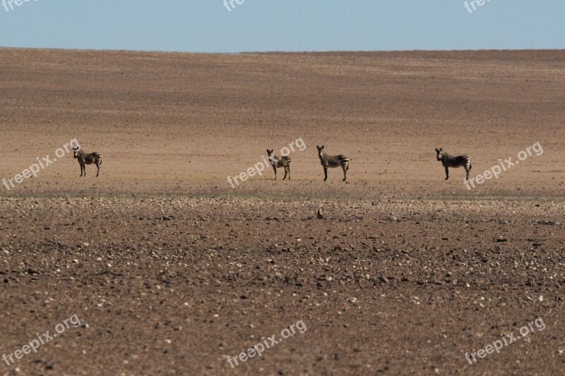 Zebras Desert Heat Drought Landscape