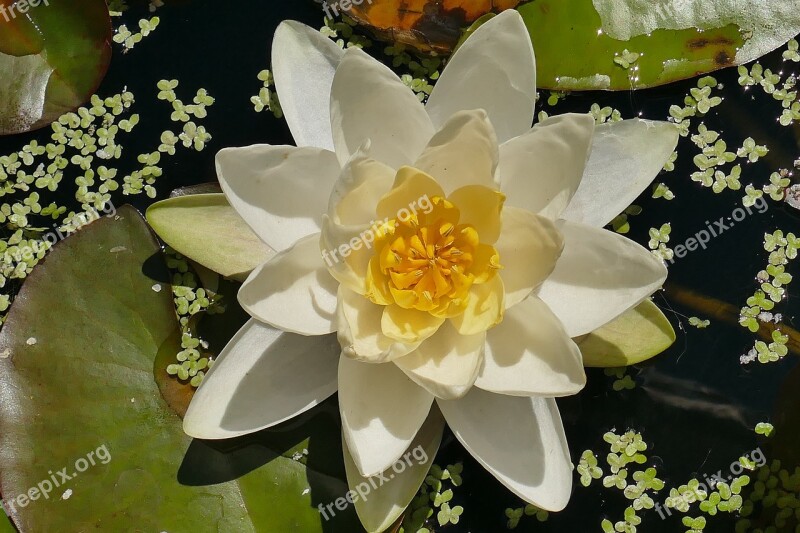 Water Lily White Close Beautiful Aquatic Plant