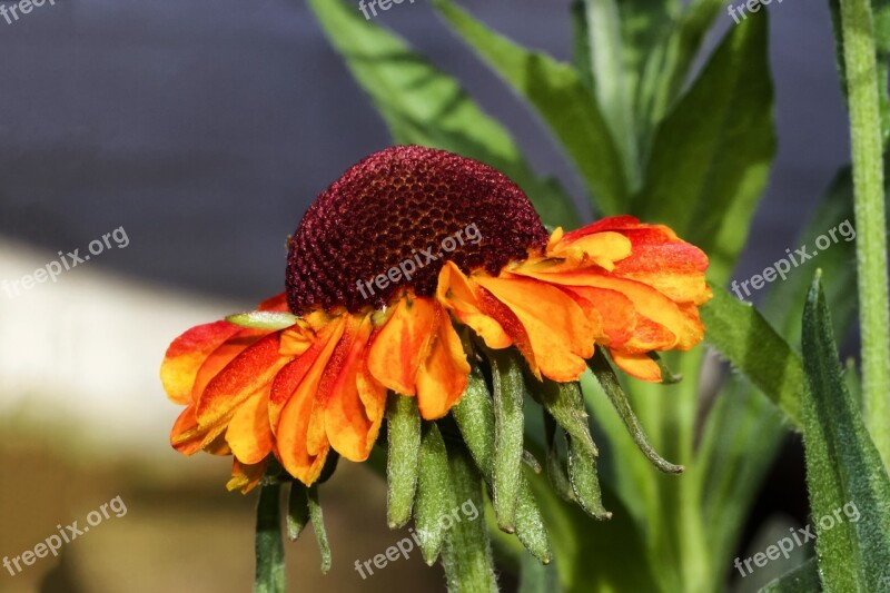 Sun Brews Helenium Composites Tubular Blooms Flower