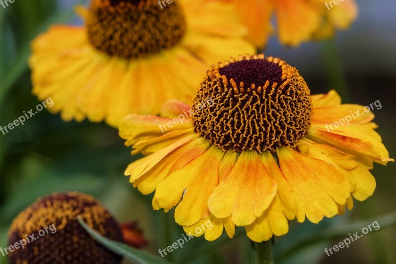 Sun Brews Helenium Composites Tubular Blooms Flower