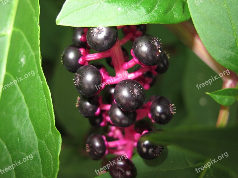 Black Berries Bush Green Leaves Summer Nature