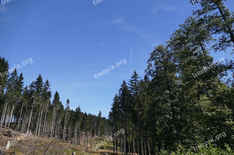 Landscape Braunlage Forest Idyll Perspective