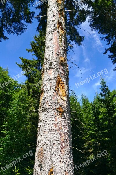 Forest Idyll Perspective Landscape Recreation Area