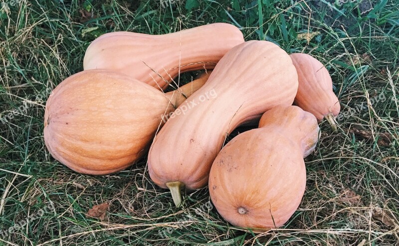 Pumpkin Summer Harvest Dacha Elitexpo