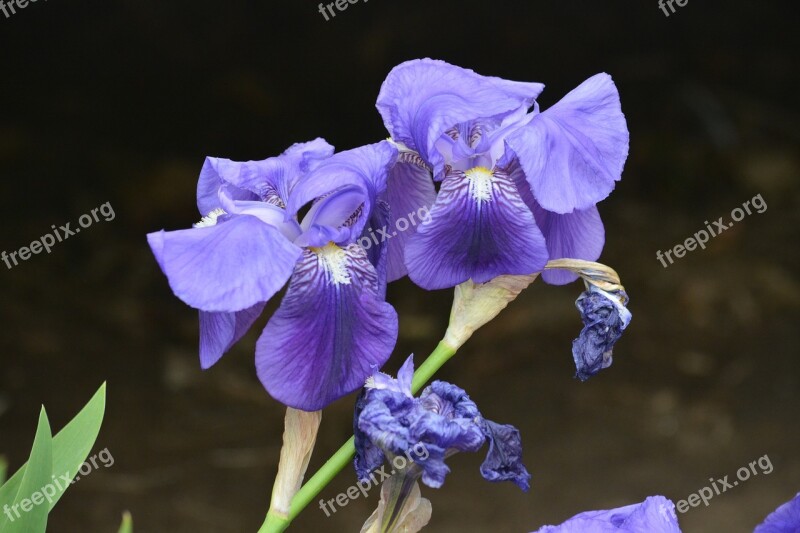 Iris Flowers Nature Garden Blue