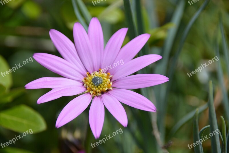 Marguerite Flower Nature Garden Petals