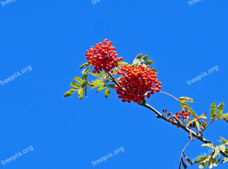 Rowanberries Umbel Autumn Beginning Bushes Mountain Ash