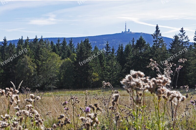 Resin Brocken View Torfhaus Knoll Coniferous Forest