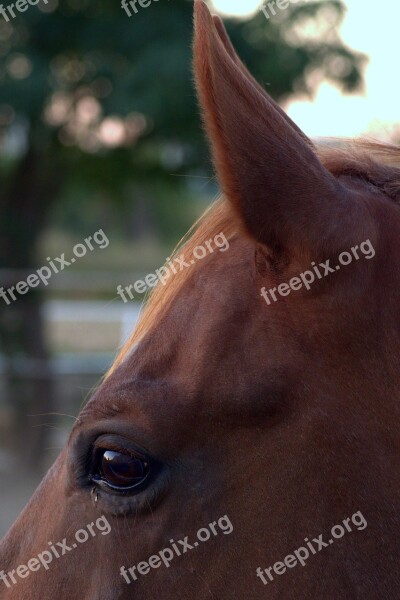 The Horse Eye Ear Snout Ears