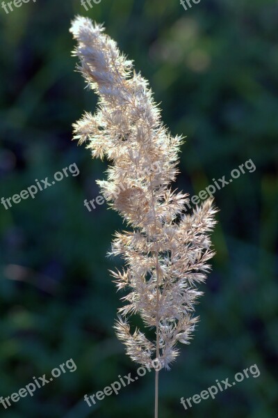 Flower Of Grass Dry Grass End Of The Summer Meadow Grass Seeds