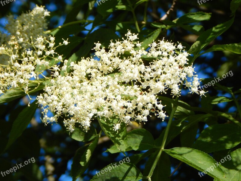 Elder Elderberry Flower Fragrance Medicinal Plant White