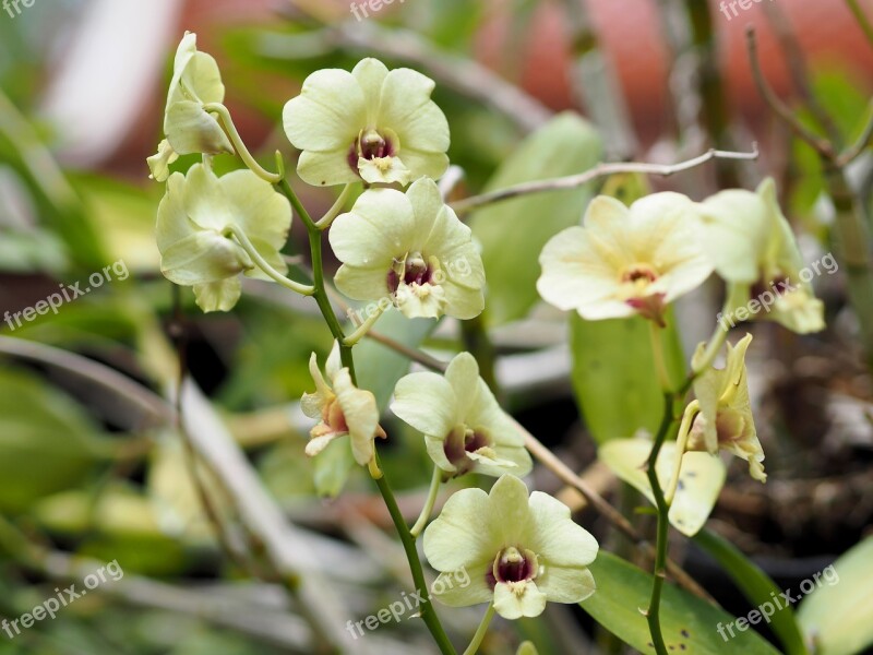 Orchid Colorful Flowers Nature White Orchids