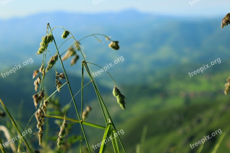 Grass Landscape Green Plants Nature