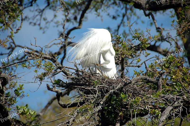 Great White Heron Egret Bird Avian Nesting