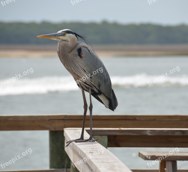 Great Blue Egret Heron Bird Egret Nature