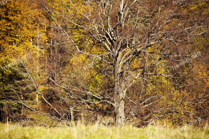 Autumn Colored Leaves The Splendor Of The Nature Tree