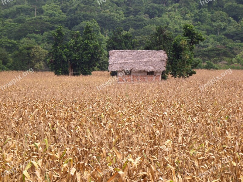 Corn Cultivation Field Harvest Rustic